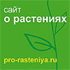 http://www.pro-rasteniya.ru/